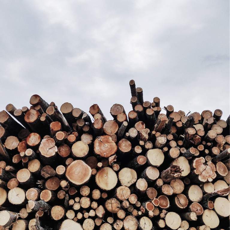 A large pile of stacked tree logs of various diameters is shown against a cloudy sky background.